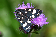 Callimorpha dominula Callimorpha dominula